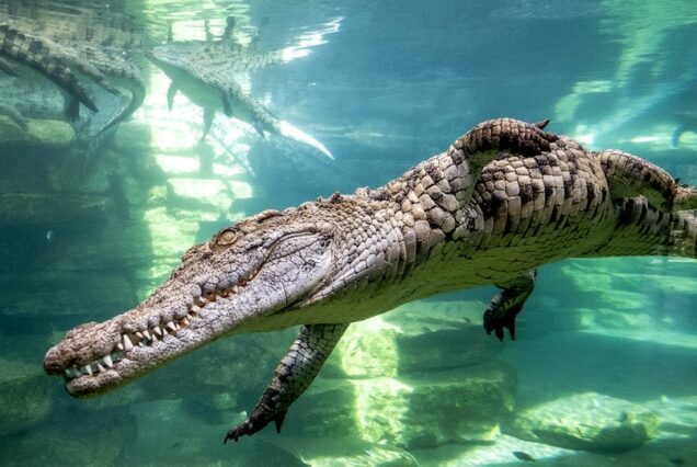 Dubai Crocodile Park